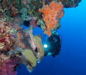 Philippines, corals, oriental sweetlips and diver at Tubbataha reef