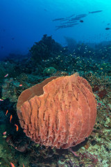 Philippines, corals with school of fish at Tubbataha reef