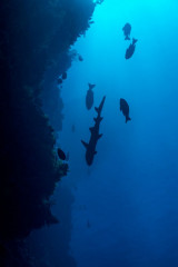 Philippines, silhouette of white tip reef shark at Tubbataha Reef