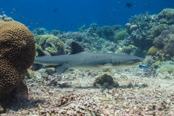 Philippines, white tip reef shark at Tubbataha Reef