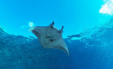 Philippines, Manta Ray at Tubbataha reef