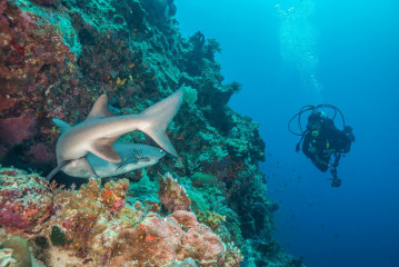 Philippines, white tip reef shark with diver at Tubbataha Reef
