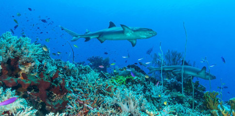 Philippines, white tip reef sharks at Tubbataha
