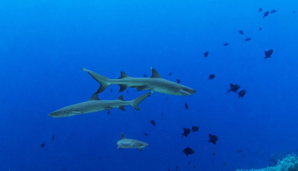 Philippines, white tip reef sharks at Tubbataha