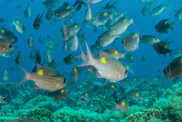 Philippines, school of fish at Tubbataha Reef