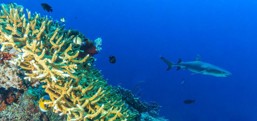 Philippines, white tip reef shark with coral reef at Tubbataha
