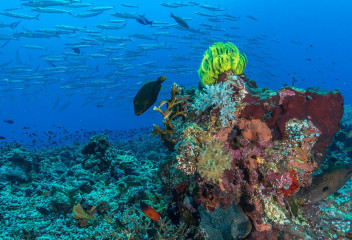 Philippines, corals with school of fish at Tubbataha reef