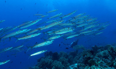 Philippines, school of fish at Tubbataha reef