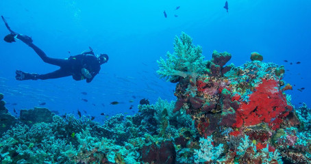Philippines, corals with diver at Tubbataha reef