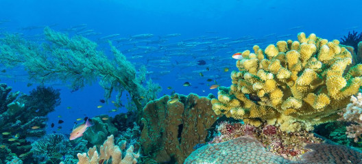 Philippines, corals with school of fish at Tubbataha reef