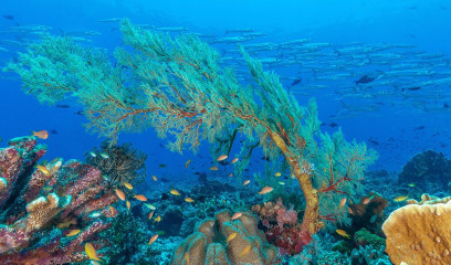 Philippines, corals with school of fish at Tubbataha reef