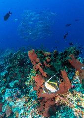 Philippines, corals with school of fish at Tubbataha reef