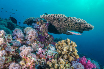 Philippines, corals with fish at Tubbataha Reef