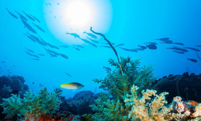 Philippines, corals with school of fish at Tubbataha reef