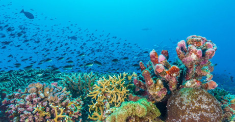 Philippines, corals with school of fish at Tubbataha reef
