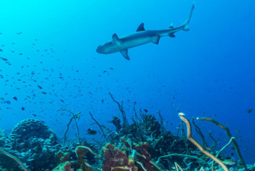 Philippines, white tip reef shark with coral reef at Tubbataha