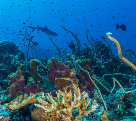 Philippines, white tip reef shark with coral reef at Tubbataha