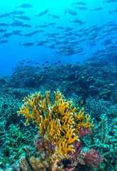 Philippines, corals with school of fish at Tubbataha reef