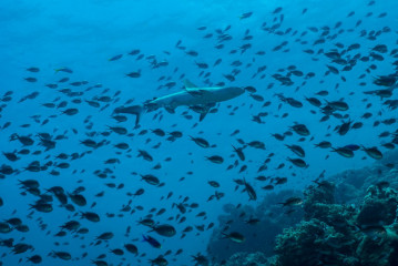 Philippines, white tip reef shark with school of fish at Tubbataha Reef