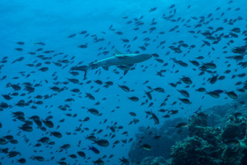 Philippines, white tip reef shark with school of fish at Tubbataha Reef