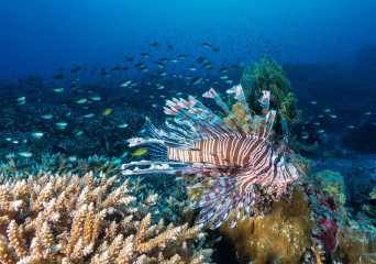 Philippines, lion fish with corals at Tubbataha reef
