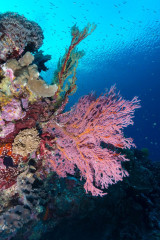 Philippines, corals at Tubbataha reef