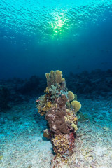 Philippines, corals at Tubbataha reef