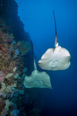 Philippines, giant stingray at Tubbataha Reef