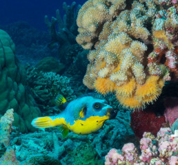 Philippines, pufferfish at Tubbataha reef