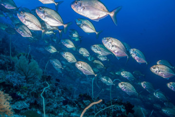 Philippines, school of fish at Tubbataha Reef