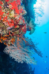 Philippines, corals at Tubbataha reef