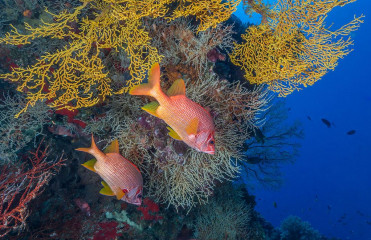Philippines, corals with giant squirrelfish at Tubbataha reef