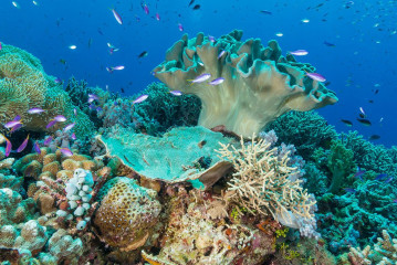 Philippines, corals at Tubbataha reef