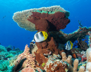 Philippines, coral with Saddleback Butterflyfish at Tubbataha reef