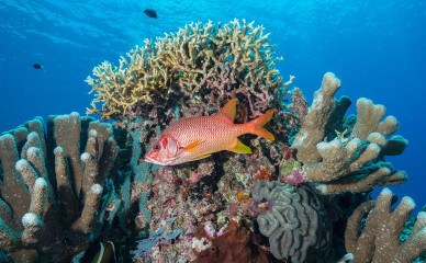 Philippines, corals with giant squirrelfish at Tubbataha reef