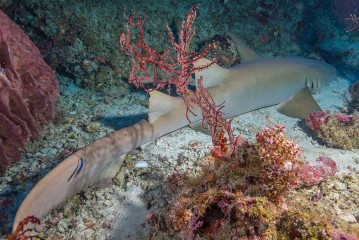 Philippines, nurse shark at Tubbataha reef