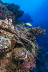 Philippines, corals with fish at Tubbataha reef