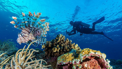Philippines, lion fish with diver at Tubbataha reef