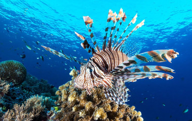 Philippines, lion fish at Tubbataha reef