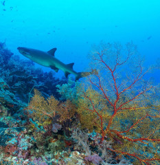 Philippines, white tip reef shark at Tubbataha