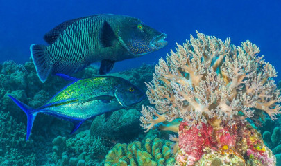 Philippines, fish with coral reef at Tubbataha