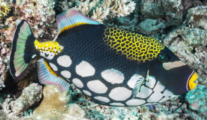 Philippines, Triggerfish at Tubbataha