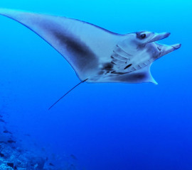 Philippines, Manta Ray at Tubbataha