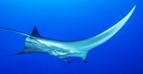 Philippines, Manta Ray at Tubbataha