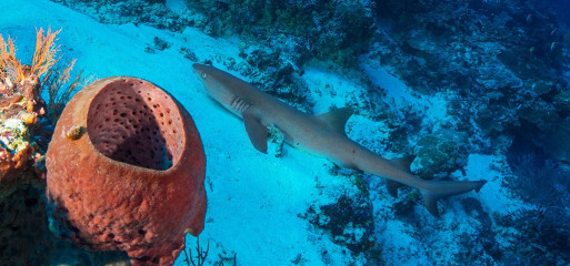Philippines, white tip reef shark at Tubbataha
