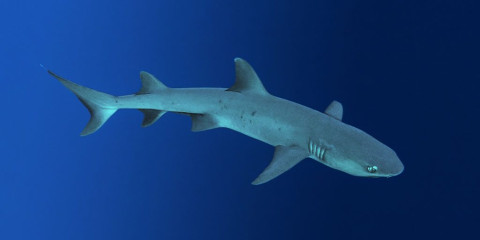Philippines, white tip reef shark at Tubbataha