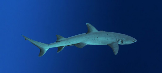 Philippines, white tip reef shark at Tubbataha