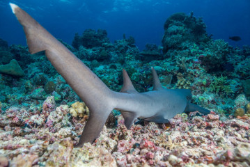 Philippines, white tip reef shark at Tubbataha Reef