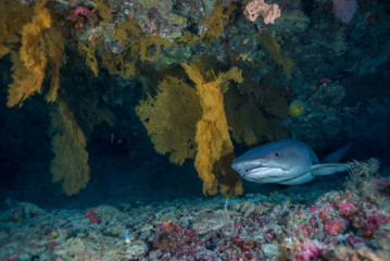 Philippines, nurse shark at Tubbataha Reef