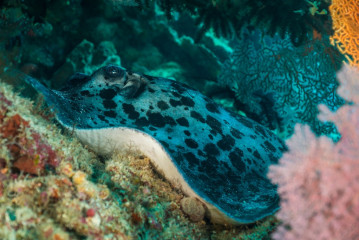 Philippines, stingray at Tubbataha Reef